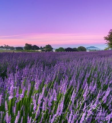 Lavender field in bloom near Cambridge, New Zealand