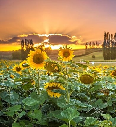Sunflower field near Cambridge, New Zealand