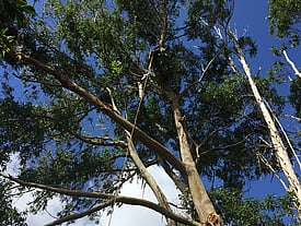 Arborist