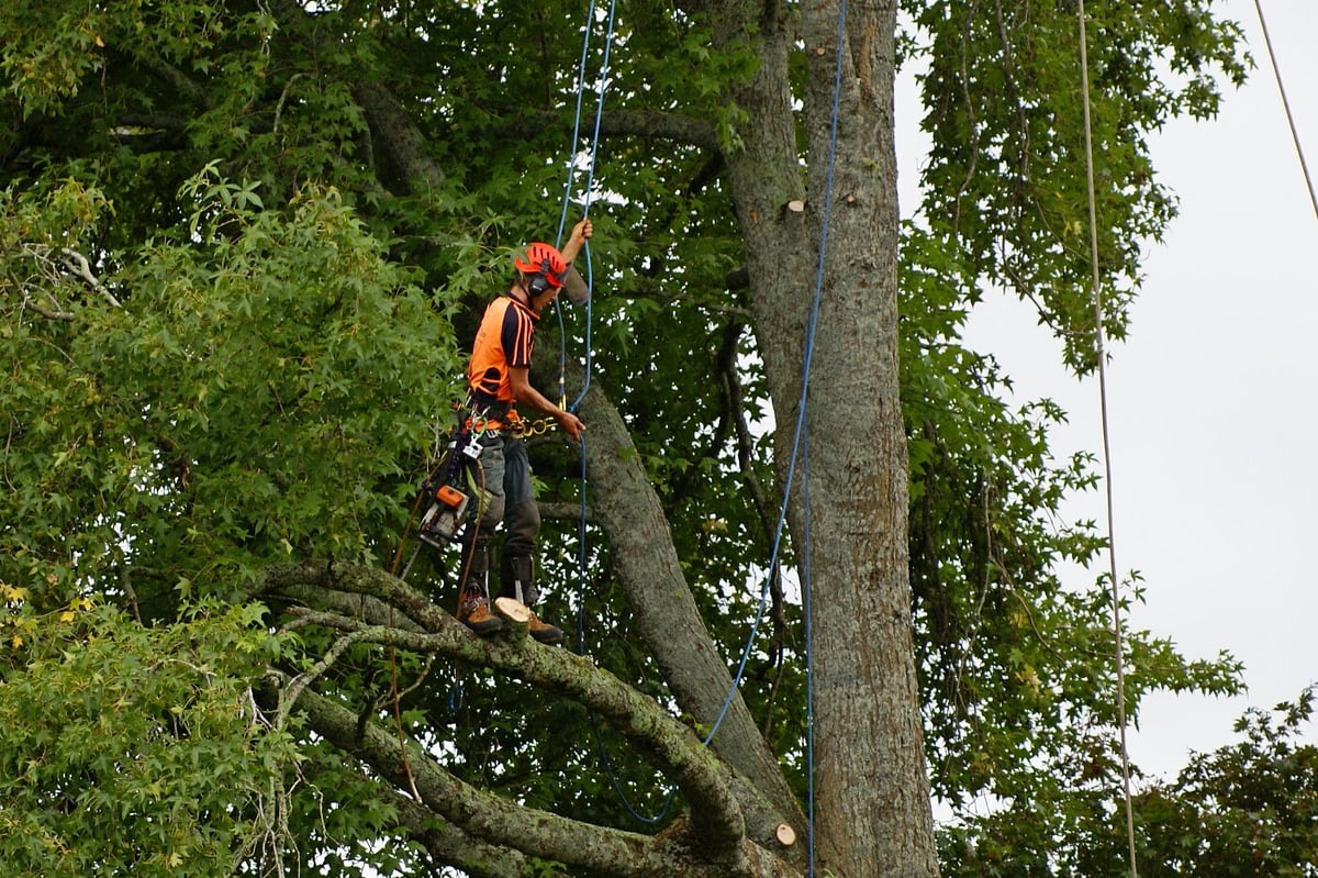 Tree Services Gallery | Total Tree Care