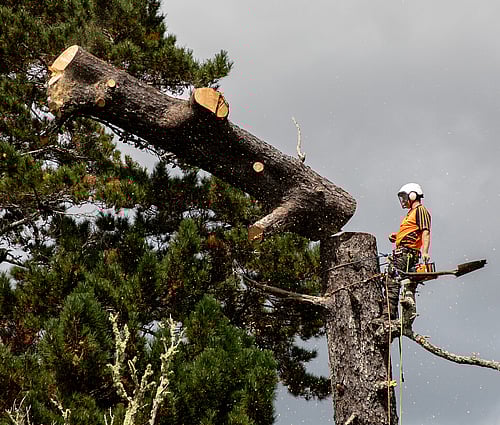 Large tree trunk removed by arborist