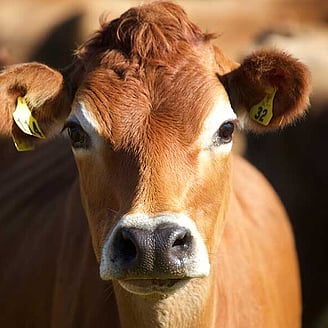 MAI Animal Health - Dairy Products