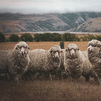 MAI Animal Health_Sheep Products