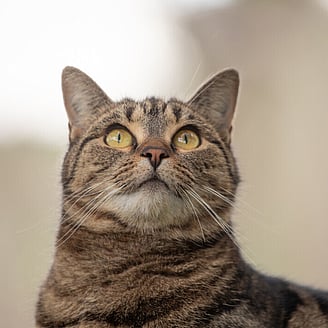 MAI Animal Health_Small Animal Products