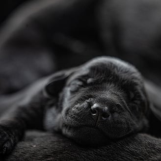 MAI Animal Health_Human Health_Resuscitators