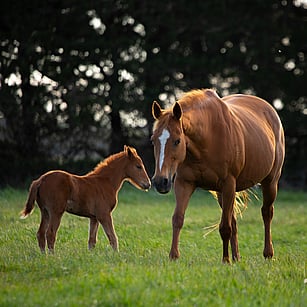 MAI Animal Health - Equine Products Link