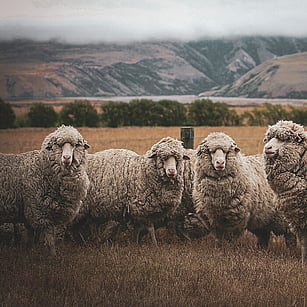 MAI Animal Health - Sheep and Beef Products Link