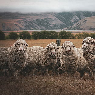 MAI Animal Health_Sheep Health Products