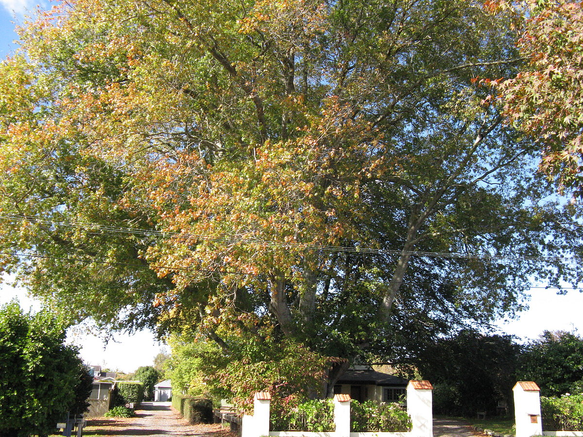 Cambridge green infrastructure | The Cambridge Tree Trust