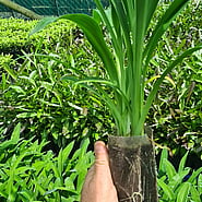 Renga Renga at WaiNot Native Nursery