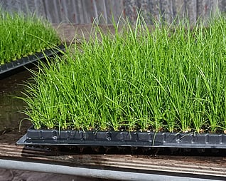 Ellebag Native plants