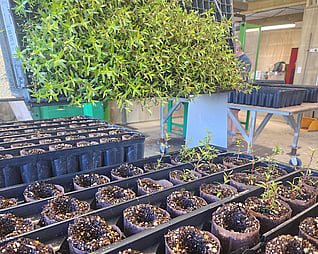 NZ Native plants, Ellebag