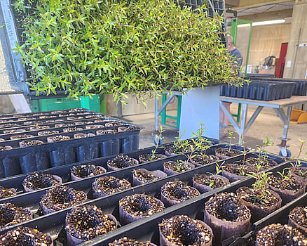 NZ Native plants, Ellebag