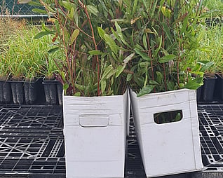 Sustainable packaging Native plants