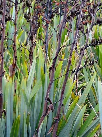 Native Flax WaiNot Native Nursery
