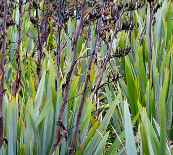 NZ Native Flax WaiNot Native Nursery