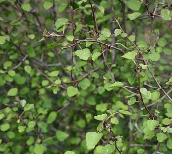 NZ Native trees for shelter and riparian planting