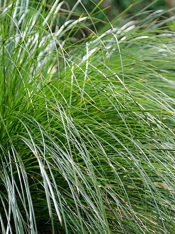 Native Grasses and Tussocks