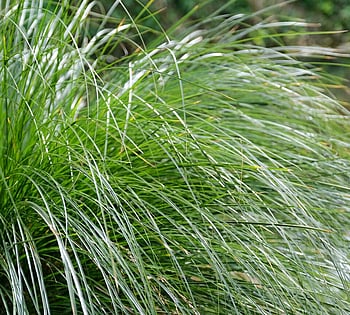 Native Grasses and Tussocks WaiNot Native Nursery