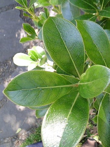 New Zealand Native plants