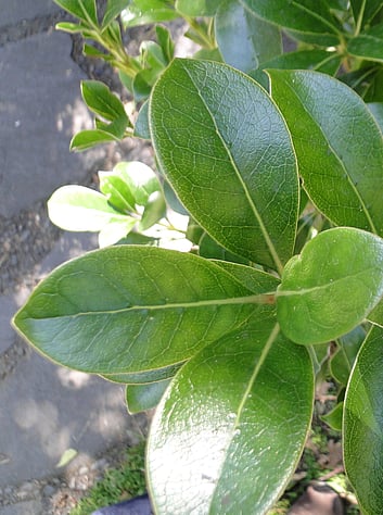 New Zealand Native plants