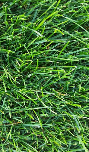 Fine Fescue