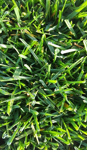 Tall Fescue