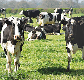 Dairy Shed Maintenance | Duncan Engineering Temuka