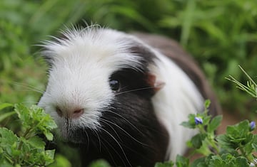 Via Give-A-Little - We now have a GiveALittle Page so it is easier for the public to help us out. Thank you all very much for your support, it is really appreciated!