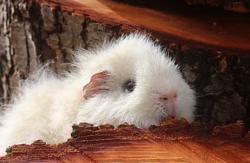 Direct Deposit into Auckland Cavy Care rescue's bank account:  -  #38-9014-0787909-00 All donations of $5 and over directly put into the rescues bank account are tax deductible as we are a registered charity. We&rsquo;ll send you a receipt so that you can get 1/3 of your donation refunded back to you at the end of the tax year.