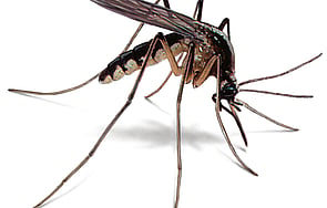 Mosquito Control - Reducing the instances of mosquito bites and breeding areas can be an extremely frustrating task. Call Dan's Property Services to take control of the situation. From here, we will consult with you to create a customised mosquito solution, to ensure that your mosquito problems are taken care of as quickly and effectively as possible.
