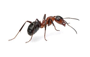 Ant Control - Ants can be a particularly difficult pest to eradicate. This is due to the nature of their foraging habits and colony development. Because only a small percentage of ants within a colony are actively foraging for food, it is vitally important to inspect and locate where the ants are coming from. It is entirely possible for ants to be foraging long distances and the nest may not be located with property boundaries. That is why it is important that Dan's Property Services professionals are called in to provide a thorough inspection. For optimal results, Dan's Property Services recommend a quarterly pest control service, to effectively prevent ant infestations.