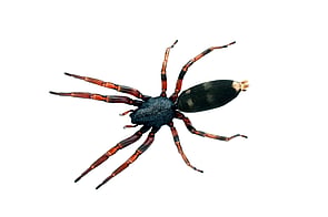 Spider Control - Spiders are most likely to enter your home in autumn in search of a warm place to spend the winter.  Majority of spider infestations are more of an annoyance - particularly their webs.