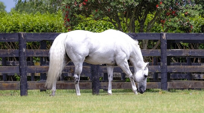 Reliable Man left a significant mark with his progeny on the track in Australia and New Zealand. - (Photo: Getty Images)