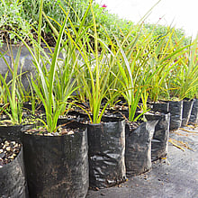 THE NURSERY - LEARN MORE