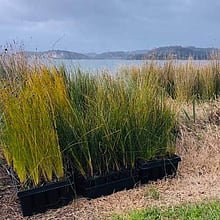 SAND DUNE RESTORATION - LEARN MORE
