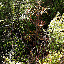 NATIVE BUSH RESTORATION - LEARN MORE