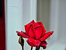 Rose from Villa Rosa garden