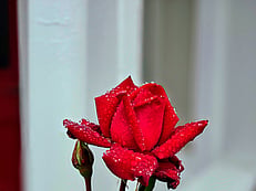 Rose from Villa Rosa garden