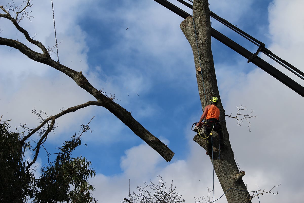 Crane Assisted Tree Removal Auckland | DS Trees Auckland Arborists