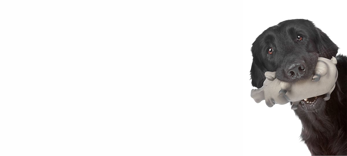 Parkavon Kennels, Doggy Daycare & Training