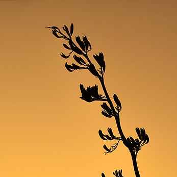 Flax Flowers