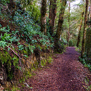 A walking track in the bush
