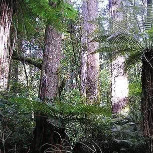 Ferns in a forest