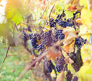 WINE TOURS