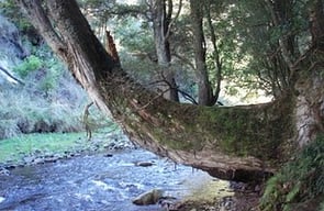 Bush Walks