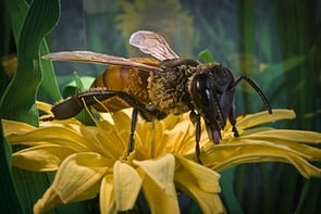 Arataki Honey