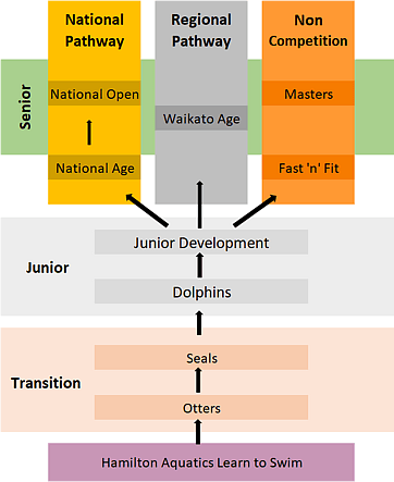 Hamilton Aquatics  - Squad Flow Chart