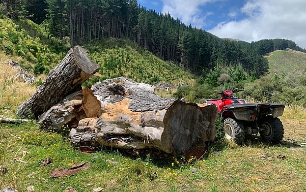 Seasoned Old Man Pine - Very well seasoned Old Man Pine. Locally grown. Hotter and longer burning than normal Pine. The picture is just to show how big the trees are. Well over 50 years old. $150 per m3 based on a load of 4m3 or more.