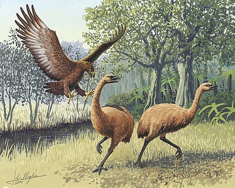 Haast's eagle attacking moa - by John Megahan - Courtesy PLoS Biology (Public Library of Science)